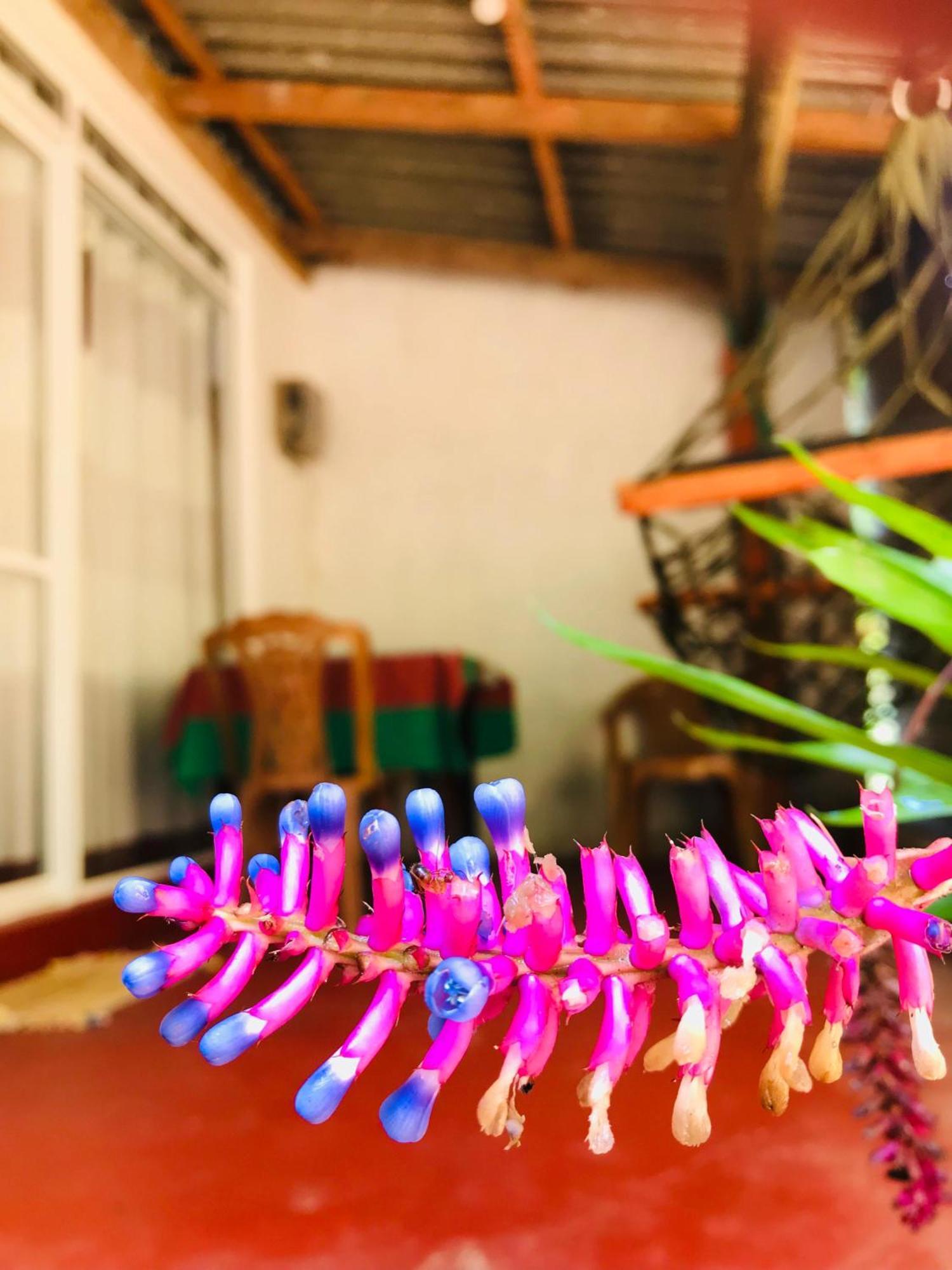 Ella Jungle Inn Homestay And Tree House エクステリア 写真