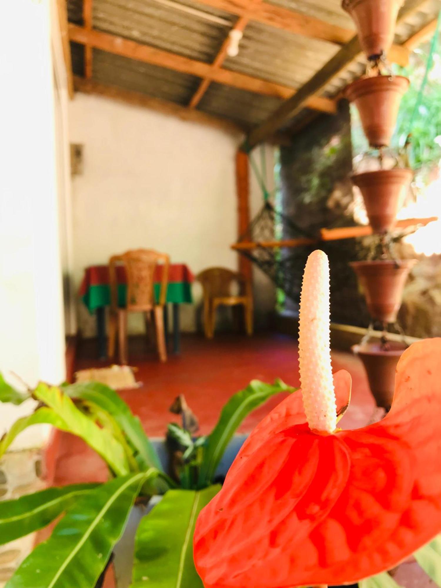 Ella Jungle Inn Homestay And Tree House エクステリア 写真