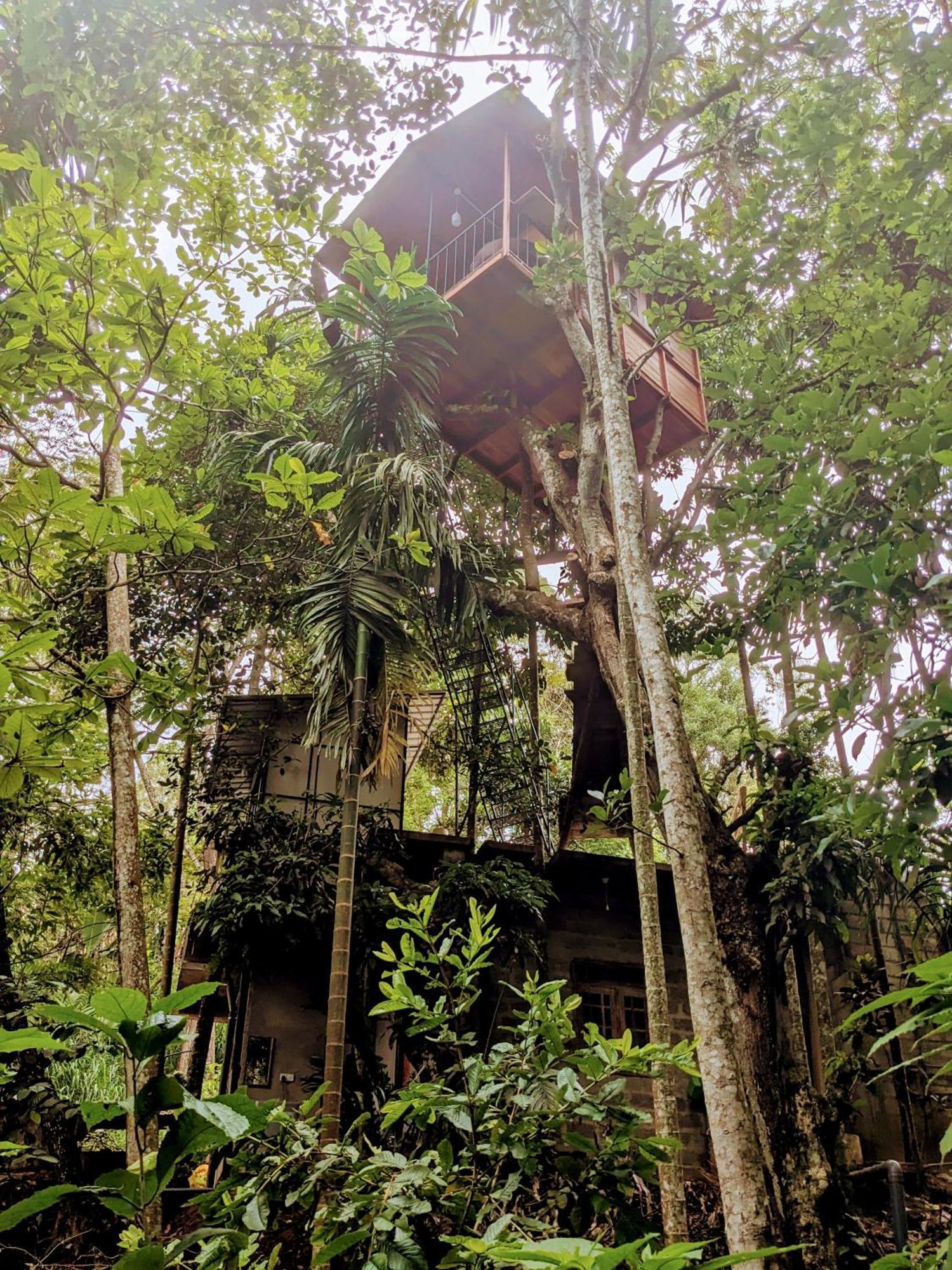 Ella Jungle Inn Homestay And Tree House エクステリア 写真
