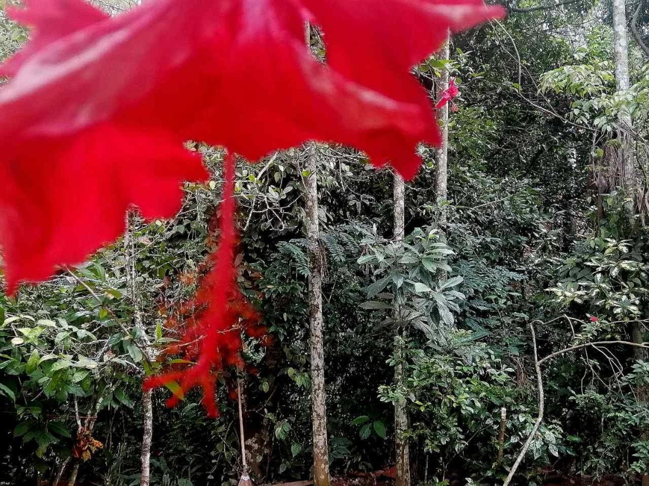 Ella Jungle Inn Homestay And Tree House エクステリア 写真
