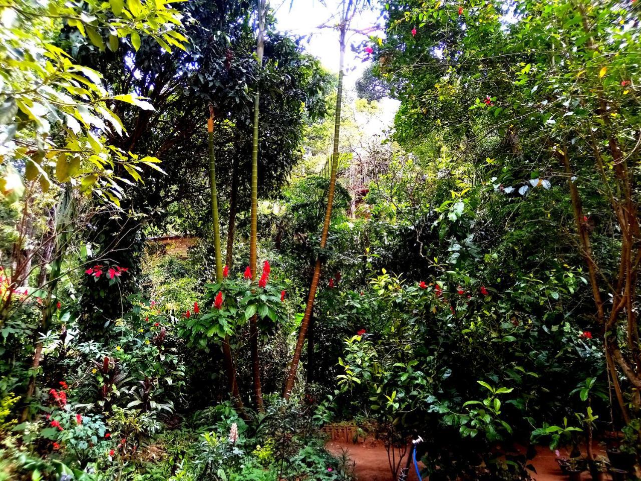 Ella Jungle Inn Homestay And Tree House エクステリア 写真