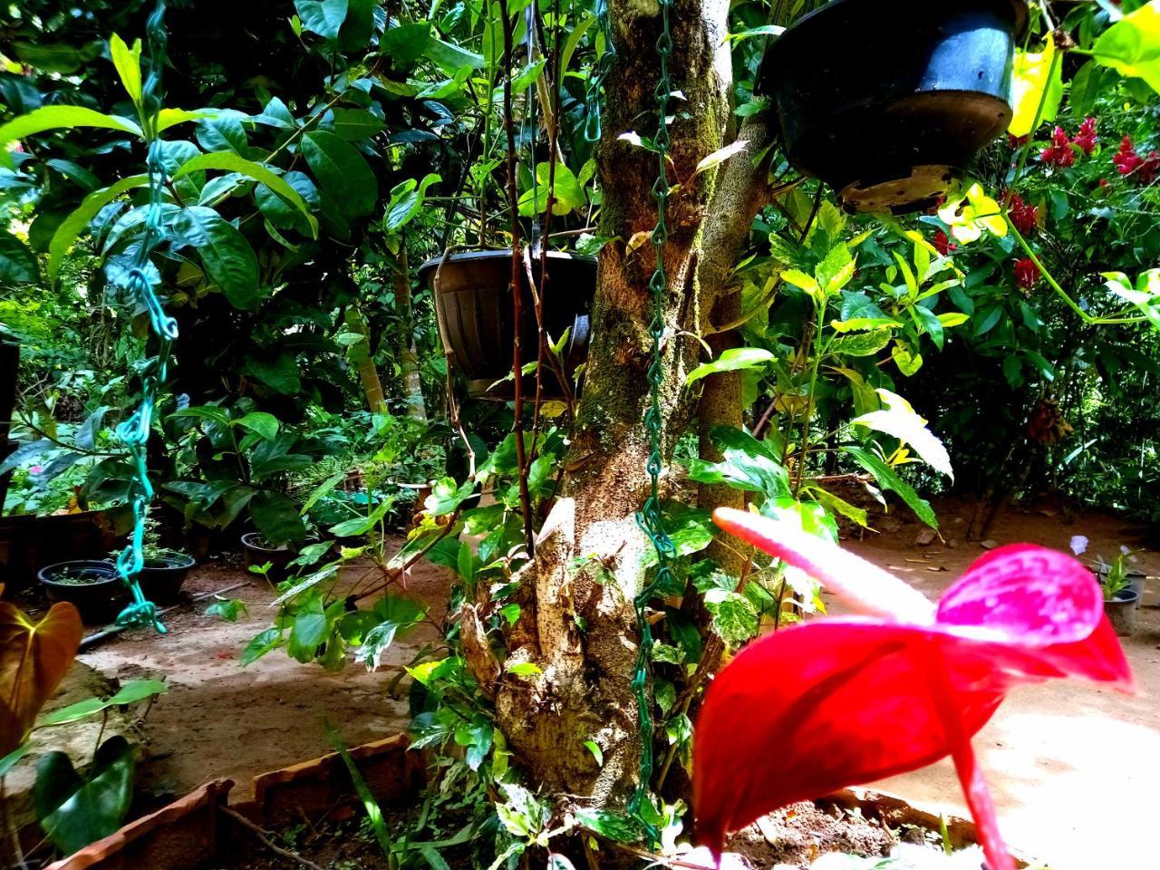 Ella Jungle Inn Homestay And Tree House エクステリア 写真
