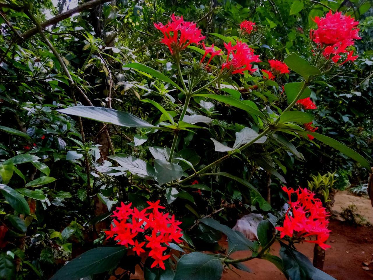 Ella Jungle Inn Homestay And Tree House エクステリア 写真